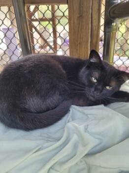 Rescue Domestic Short Hair Cats for Adoption in New Freedom, Pennsylvania - Ethel | PetCurious