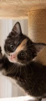 Gizzimoto -  Domestic Short Hair and Calico Cat for Adoption in Homestead, Florida - Gizzimoto | PetCurious