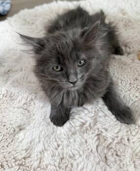 Arnold -  Domestic Long Hair Cat for Adoption in Millcreek, Utah - Arnold | PetCurious