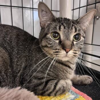 Tulip -  Domestic Short Hair Cat for Adoption in Bentonville, Arkansas - Tulip | PetCurious