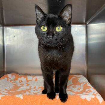 Domestic Short Hair Cats Available for Adoption in Roanoke, Virginia - Binx | PetCurious