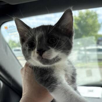 Gary -  Domestic Short Hair Cat for Adoption in Bentonville, Arkansas - Gary | PetCurious