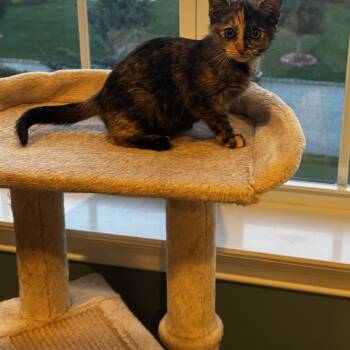 Ambrosia -  Domestic Short Hair and Tortoiseshell Cat for Adoption in Mastic, New York - Ambrosia | PetCurious
