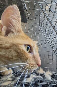 Fb9c Atticus -  Domestic Short Hair Cat for Adoption in Lawrenceville, Georgia - Fb9c Atticus | PetCurious