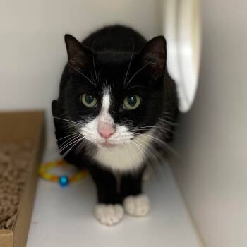 Rescue Domestic Short Hair Cats for Adoption in Philadelphia, Pennsylvania - Topper | PetCurious
