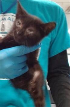 A478305 -  Domestic Short Hair Cat for Adoption in Oklahoma City, Oklahoma - A478305 | PetCurious