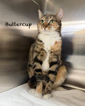 Domestic Short Hair Cats Available for Adoption - Buttercup | PetCurious