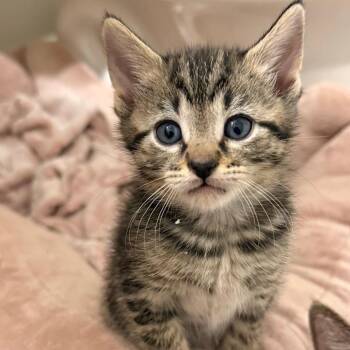 Phil -  Domestic Short Hair Cat for Adoption in Oak Ridge, Tennessee - Phil | PetCurious