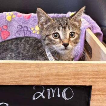 Domestic Short Hair Cats Available for Adoption in Gadsden, Alabama - Spamela | PetCurious