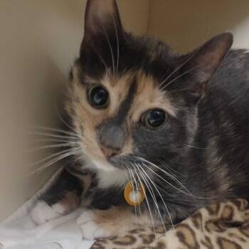 Rescue Domestic Short Hair Cats for Adoption - Confetti | PetCurious