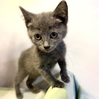 Pearl Sugar Drop -  Domestic Short Hair Cat for Adoption in Fredericksburg, Virginia - Pearl Sugar Drop | PetCurious