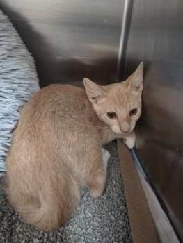Sherbet -  Domestic Short Hair Cat for Adoption in Farmers Branch, Texas - Sherbet | PetCurious