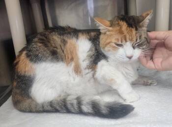 260820  Molly -  Domestic Short Hair Cat for Adoption in Wetumpka, Alabama - 260820  Molly | PetCurious