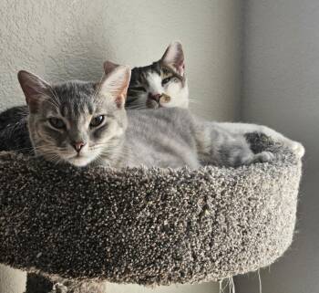 Sirena Jimenez -  Domestic Short Hair and Russian Blue Cat for Adoption in Chandler, Arizona - Sirena Jimenez | PetCurious