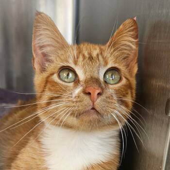 Gill -  Domestic Short Hair Cat for Adoption in Barron, Wisconsin - Gill | PetCurious