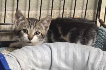 Timber -  Domestic Short Hair Cat for Adoption in Saint Clairsville, Ohio - Timber | PetCurious