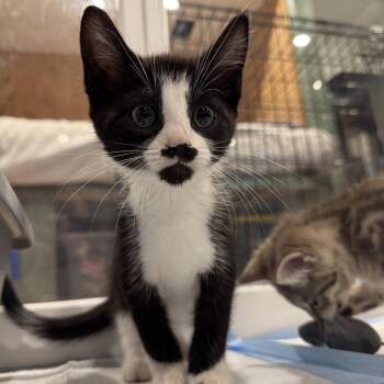 Bucatini aka Tini (Monroe st kitten 1) -  Domestic Short Hair Cat for Adoption in Westport, Connecticut - Bucatini Aka Tini (Monroe St Kitten 1) | PetCurious