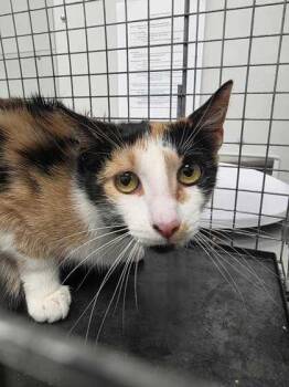 Domestic Short Hair Cats Available for Adoption in Sevierville, Tennessee - Dorothy | PetCurious