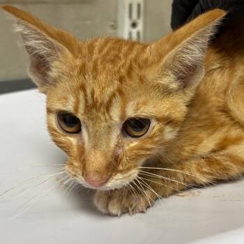 Mario -  Domestic Short Hair Cat for Adoption in Yuma, Arizona - Mario | PetCurious