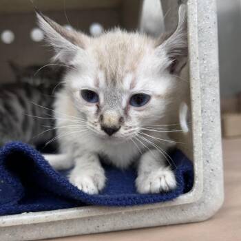Joan 26-06-138 -  Domestic Short Hair and Siamese Cat for Adoption in Bastrop, Texas - Joan 26-06-138 | PetCurious