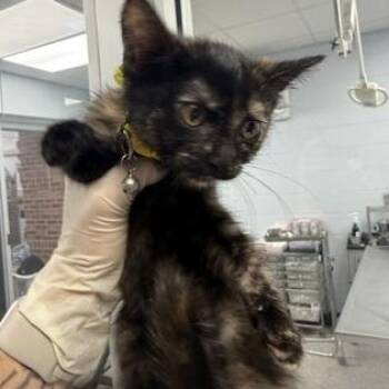 Toot -  Domestic Short Hair Cat for Adoption - Toot | PetCurious