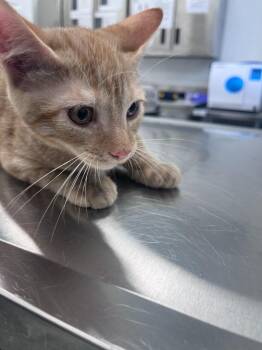 Wagon wheel -  Domestic Short Hair Cat for Adoption in Cambridge, Maryland - Wagon Wheel | PetCurious