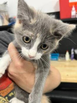 Bree -  Domestic Short Hair Cat for Adoption in Dayton, Minnesota - Bree | PetCurious