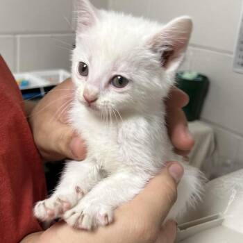 Domestic Short Hair Cats Available for Adoption - Mercury | PetCurious