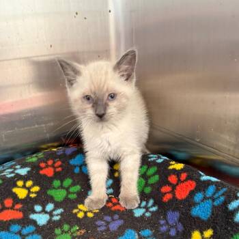 Hee-Haw -  Domestic Short Hair Cat Available for Adoption in Kanab, Utah - Hee-Haw | PetCurious