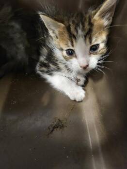Domestic Short Hair Cats Available for Adoption in Palmetto, Florida - LEMON | PetCurious