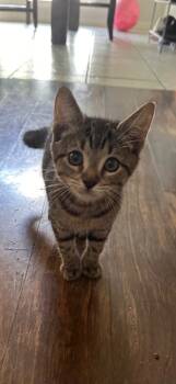 Rescue Domestic Short Hair Cats for Adoption in Sorrento, Louisiana - Riot | PetCurious