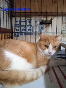 Rescue Domestic Short Hair Cats for Adoption in Westbury, New York - Larry Laurelton | PetCurious