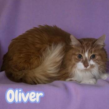 Domestic Long Hair Cats Available for Adoption in Sorrento, Louisiana - Oliver | PetCurious