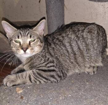 Domestic Short Hair Cats Available for Adoption in Cincinnati, Ohio - Felix | PetCurious