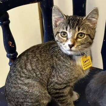Jimmy - Social and Playful -  Tabby Cat for Adoption in Hoquiam, Washington - Jimmy - Social And Playful | PetCurious