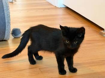 Shadow -  Bombay and Domestic Short Hair Cat for Adoption in Walnut Creek, California - Shadow | PetCurious