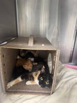 Chili feral -  Domestic Short Hair Cat for Adoption in Danielsville, Georgia - Chili Feral | PetCurious