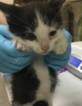 TOM -  Domestic Short Hair Cat for Adoption in Riverside, California - TOM | PetCurious
