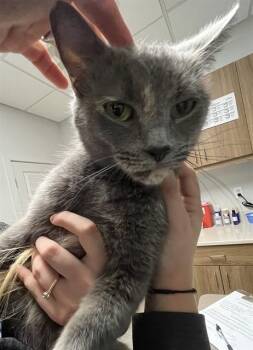 SALLY -  Domestic Short Hair Cat for Adoption in Fort Myers, Florida - SALLY | PetCurious