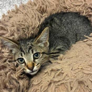 Dinky -  Domestic Short Hair Cat for Adoption in Gastonia, North Carolina - Dinky | PetCurious