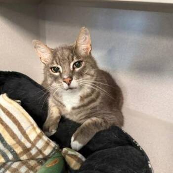 Rufus -  Domestic Short Hair Cat for Adoption in Washougal, Washington - Rufus | PetCurious