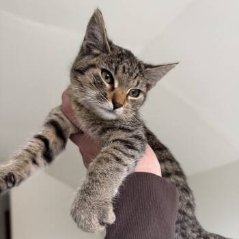 Rescue Domestic Short Hair Cats for Adoption in Rochester, Minnesota - FOUND HARMONY 1 | PetCurious