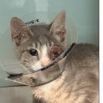 Sydney -  Domestic Short Hair Cat for Adoption - Sydney | PetCurious
