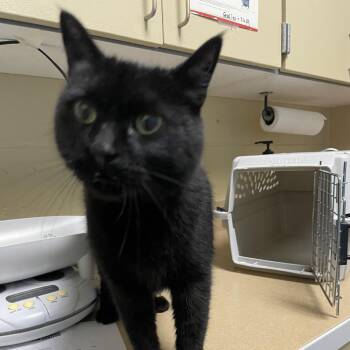 Chloe -  Domestic Short Hair Cat for Adoption in Cheyenne, Wyoming - Chloe | PetCurious