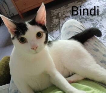 BINDI LOU -  Domestic Short Hair Cat for Adoption in Wilmington, North Carolina - BINDI LOU | PetCurious