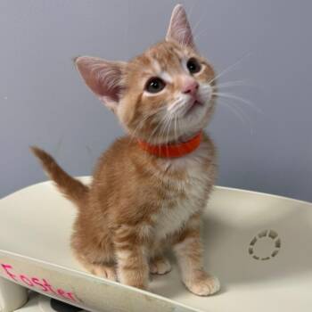 Domestic Short Hair Cats Available for Adoption in Columbus, Georgia - Blaze | PetCurious