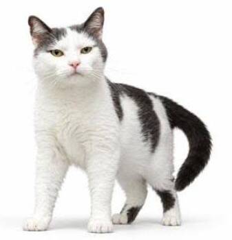 Sampson is the KING OF KUDDLES - Epic sweet with epic name - THE -  Turkish Van and Russian Blue Cat for Adoption in Bedford Hills, New York - Sampson Is The KING OF KUDDLES - Epic Sweet With Epic Name - THE | PetCurious