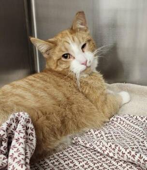 Domestic Short Hair Cats Available for Adoption - Cetra | PetCurious