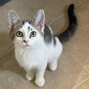 Bart -  Domestic Short Hair Cat for Adoption in Neenah, Wisconsin - Bart | PetCurious