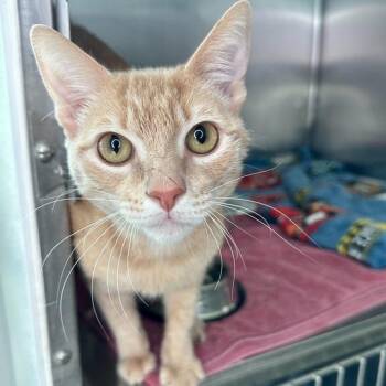 Domestic Short Hair Cats Available for Adoption in Matteson, Illinois - Hamlet | PetCurious